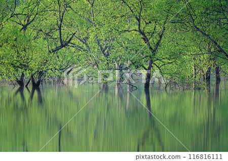 Submerged forest of Shirakawa lake 116816111