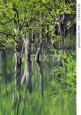 Submerged forest of Shirakawa lake Submerged forest of Shirakawa lake 116816116