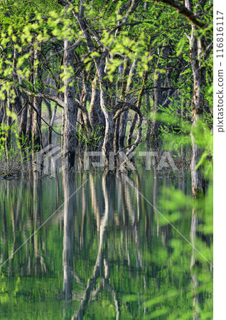 Submerged forest of Shirakawa lake 116816117