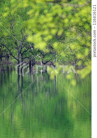 Submerged forest of Shirakawa lake 116816121