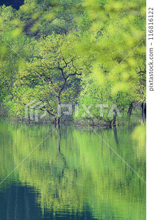 白川湖被淹沒的森林 116816122