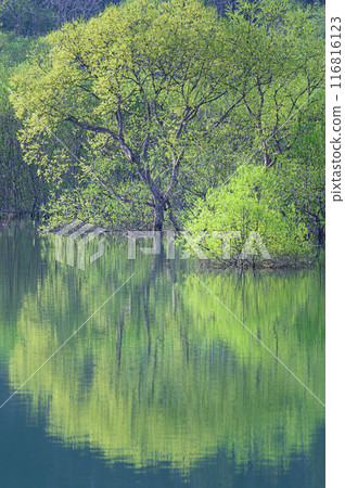 白川湖被淹沒的森林 116816123