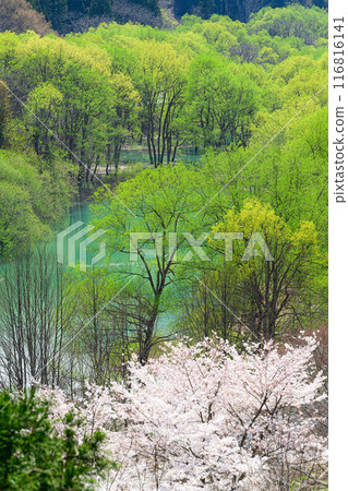 白河湖的水下森林和湖邊的櫻花 116816141