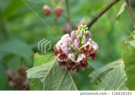 Apios花 Apios花 116816183