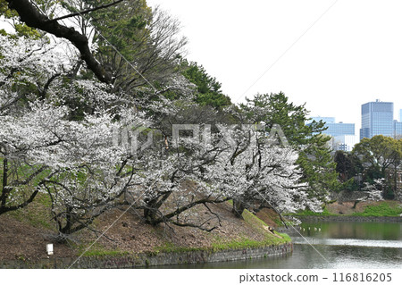 View of the cherry blossoms at Chidorigafuchi View of the cherry blossoms at Chidorigafuchi 116816205
