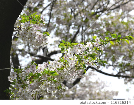 千鳥淵的櫻花景觀 千鳥淵的櫻花景觀 116816214