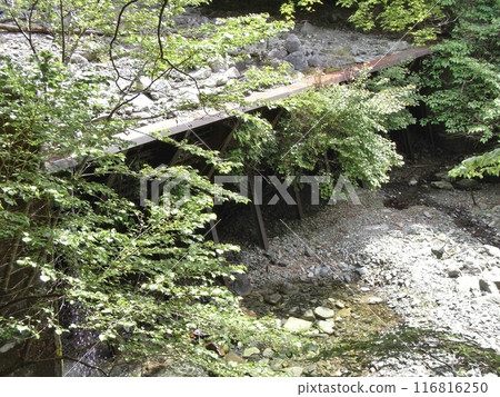 Nature of Nishitanzawa (Kanagawa Prefecture) 116816250