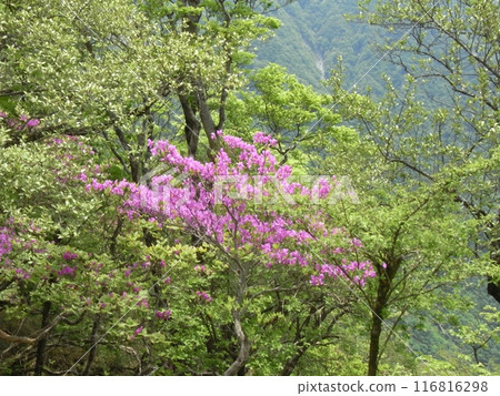 Nature of Nishitanzawa (Kanagawa Prefecture) 116816298