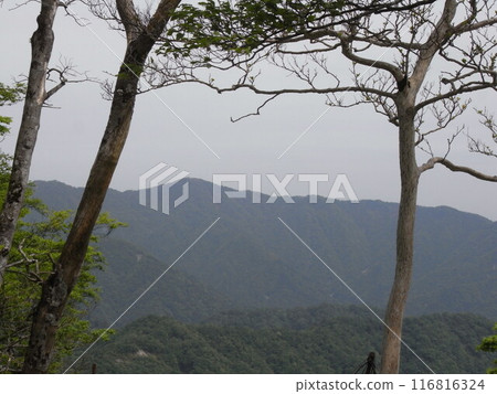 西丹澤的自然(神奈川縣) 西丹澤的自然(神奈川縣) 116816324