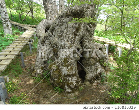 Nature of Nishitanzawa (Kanagawa Prefecture) Nature of Nishitanzawa (Kanagawa Prefecture) 116816329