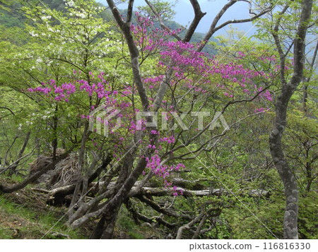 Nature of Nishitanzawa (Kanagawa Prefecture) Nature of Nishitanzawa (Kanagawa Prefecture) 116816330