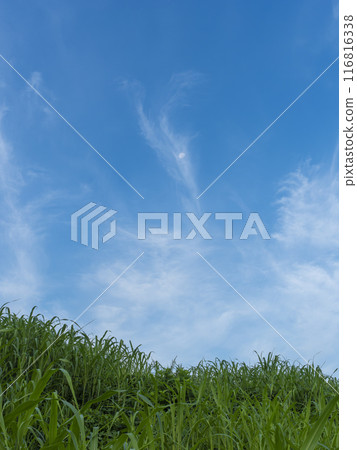 河岸風景覆蓋著新鮮的綠色植物和藍天，可以看到月亮 116816338