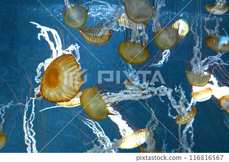 Beautiful jellyfish scenery 116816567