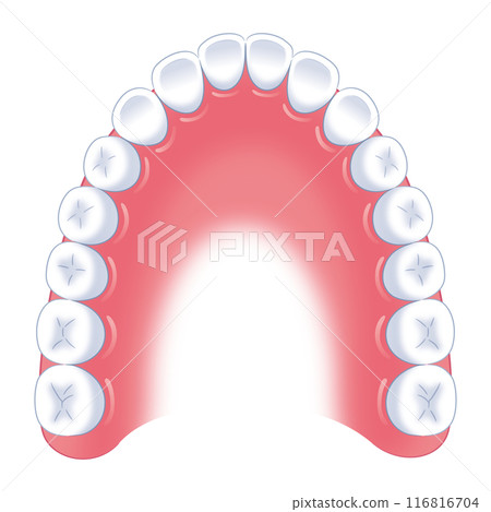 成人齒列 116816704