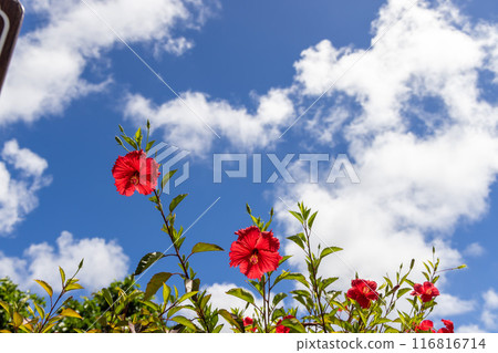 發光在藍天的木槿 116816714