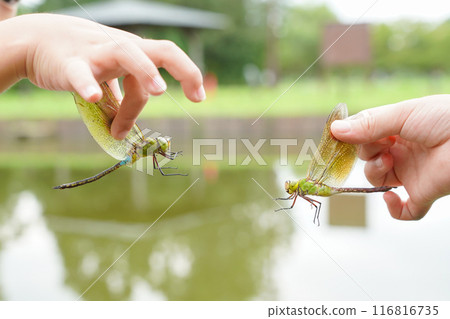 Male and female alpine dragonflies on a child's hand Male and female alpine dragonflies on a child's hand 116816735
