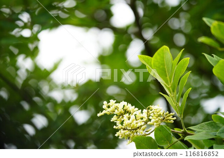 Sophora japonica flowers in summer greenery 116816852