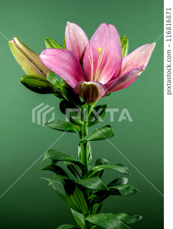 Blooming pink lily on a green background 116816871