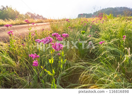 240608上野希拉茲093 240608上野希拉茲093 116816898