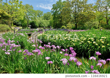 At iris garden At iris garden 116816921