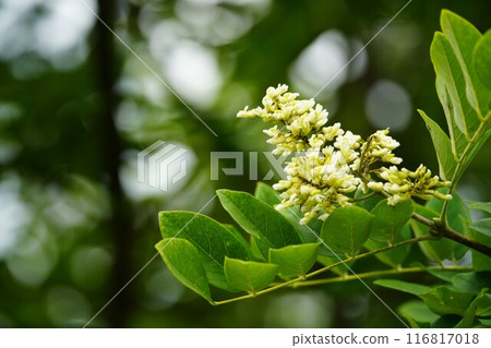 Sophora japonica flowers in summer greenery 116817018