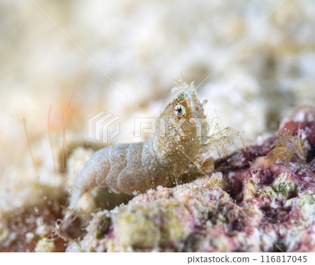 Sashimi shrimp 116817045