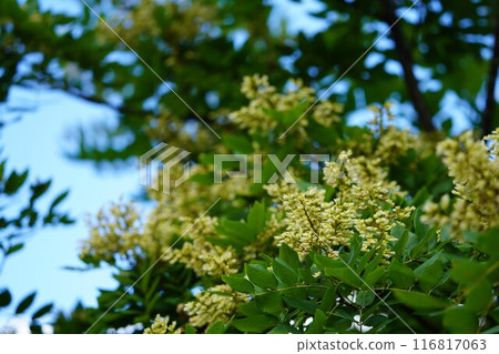 夏季綠色的 Enju 花 夏季綠色的 Enju 花 116817063