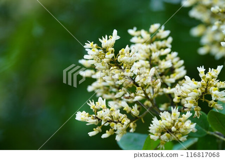 Sophora japonica flowers in summer greenery 116817068