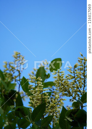 夏季綠色的 Enju 花 116817069
