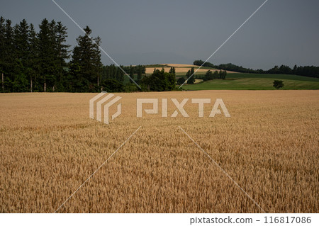 Yellow wheat field Yellow wheat field 116817086