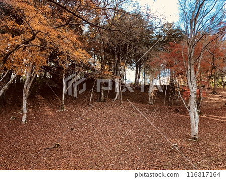 Path of fallen leaves 116817164