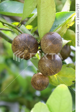Citrus canker 1 Citrus canker 1 116817377