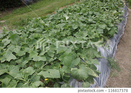 七月下旬，地裡長出的黃瓜 116817378