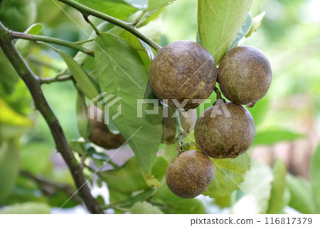 Citrus canker 2 116817379