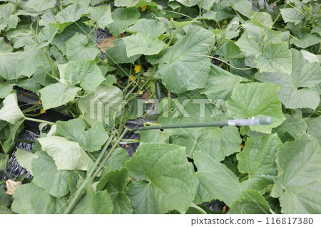 七月下旬，地裡長出的黃瓜 116817380