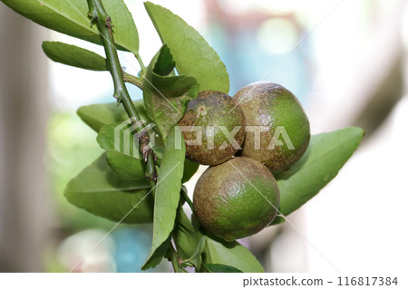 Citrus canker 6 116817384