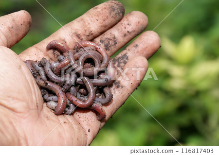 Earthworm 7 116817403