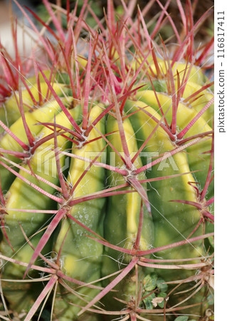 cactus plant with thorns 116817411