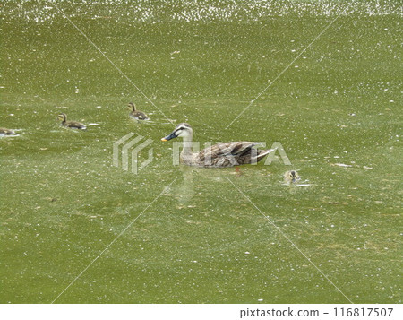 A mother and her ducklings are walking happily 116817507