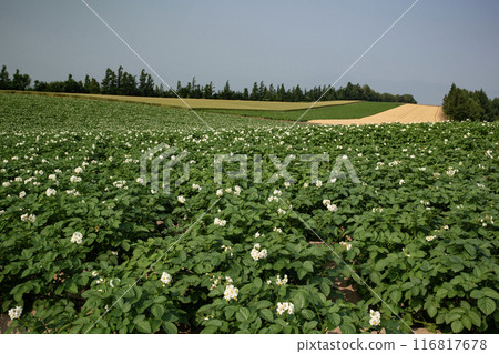 Potato flower blooming hill 116817678