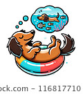 dog, dogs, miniature dachshund 116817710