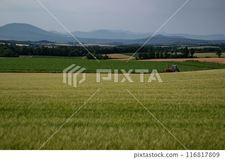 Yellow wheat field 116817809
