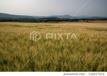 Yellow wheat field 116817810