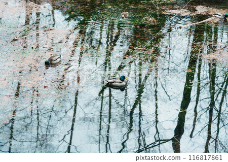 Duck floating on Taisho pond. Kamikochi National Park, Nagano Prefecture, Japan. Landmark for tourists attraction. Japan Travel, Destination and Vacation concept Duck floating on Taisho pond. Kamikochi National Park, Nagano Prefecture, Japan. Landmark for tourists attraction. Japan Travel, Destination and Vacation concept 116817861