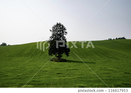 Big tree in the grassland Big tree in the grassland 116817953