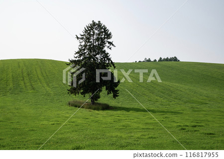 草原上的大樹 116817955