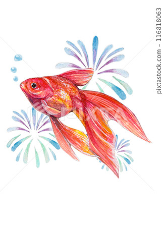 煙火和金魚畫水彩 116818063