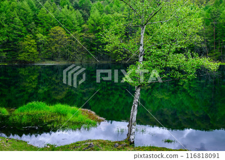 Mishaka Pond in early summer [Chino City] 116818091