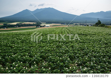 Potato flower blooming hill 116818170