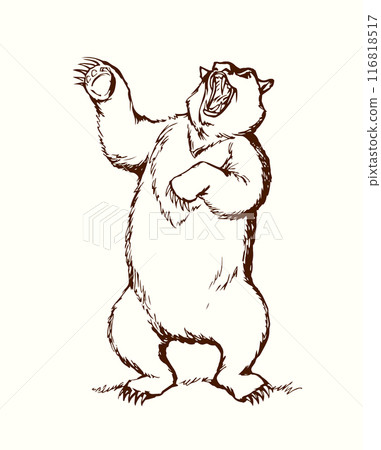 Vector drawing. An angry bear stands and growls Vector drawing. An angry bear stands and growls 116818517